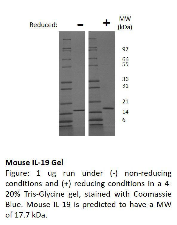 Mouse Interleukin-19 (AF)