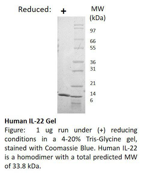 Human Interleukin-22