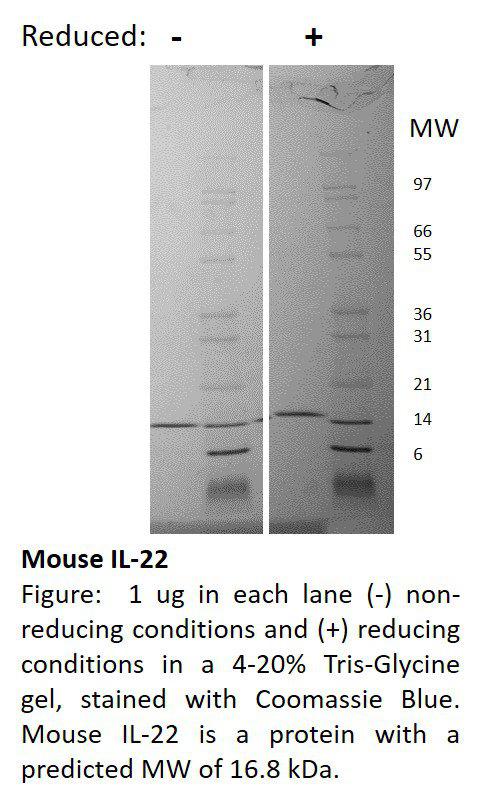 Mouse Interleukin-22