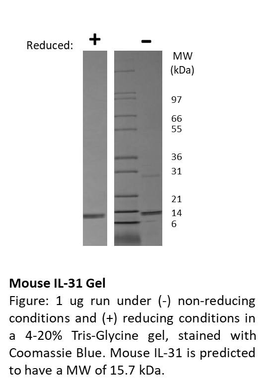 Mouse Interleukin IL-31