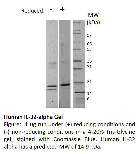 Human Interleukin-32 alpha