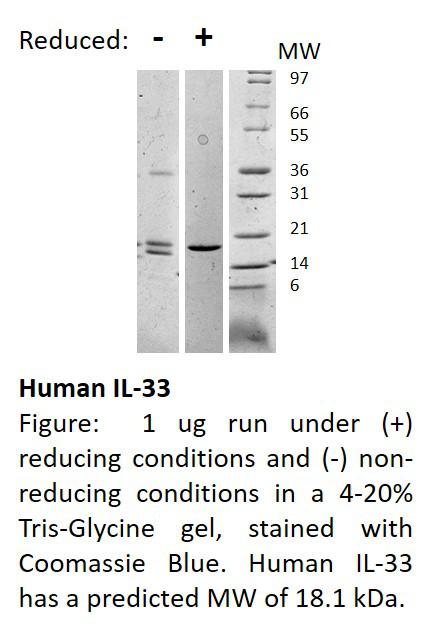 Human Interleukin-33