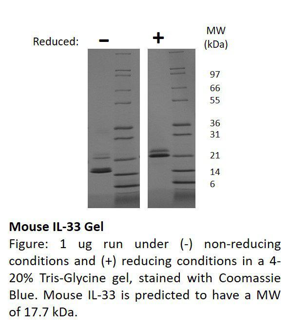 Mouse Interleukin-33