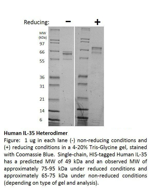 Human Interleukin-35 Heterodimer