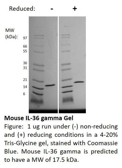 Mouse Interleukin-36 gamma