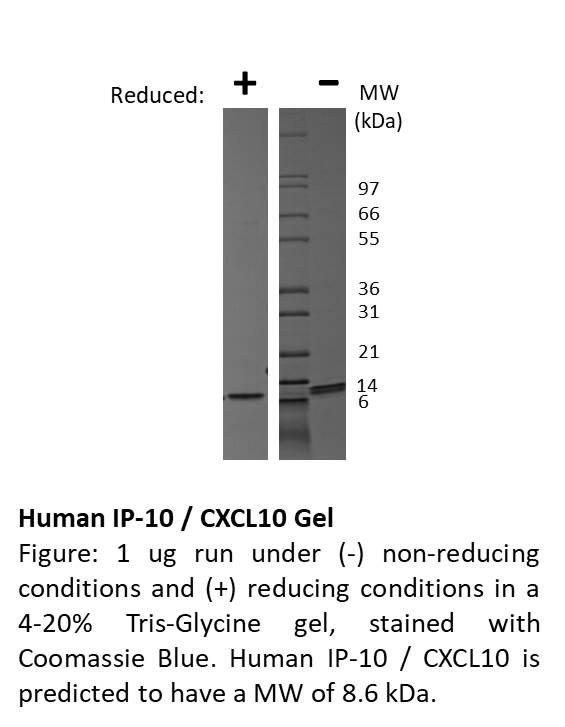 Human IP-10 (CXCL10)