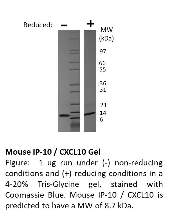 Mouse IP-10 (CXCL10)