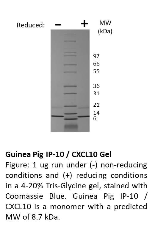 Guinea Pig IP-10 (CXCL10)