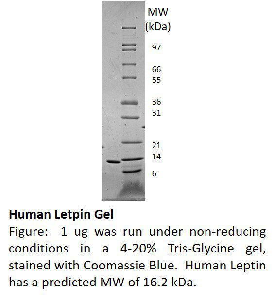 Human Leptin