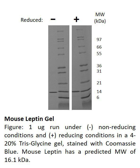 Mouse Leptin (AF)