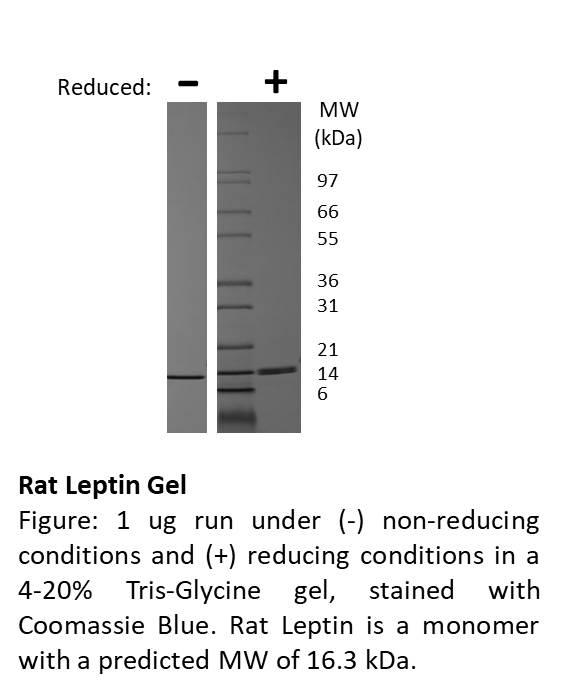 Rat Leptin