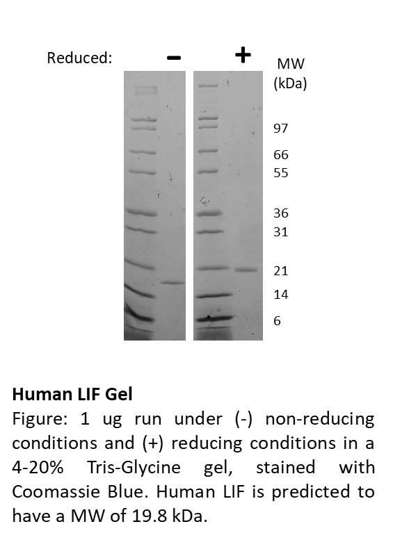 Human Leukemia Inhibitory Factor