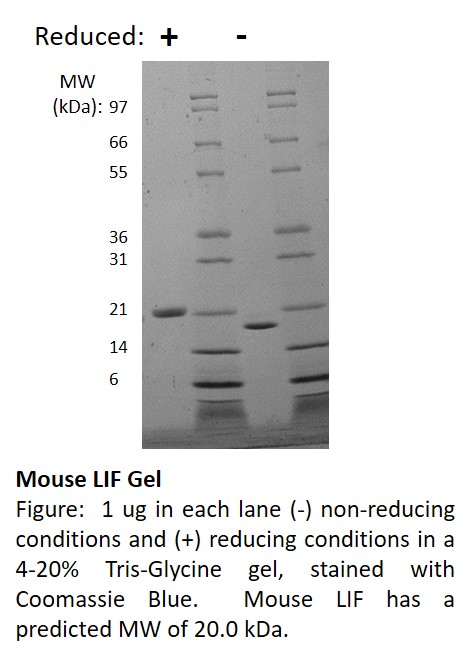 Mouse Leukemia Inhibitory Factor