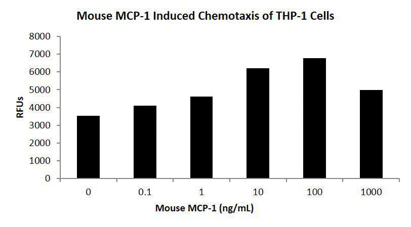 Mouse Monocyte Chemotactic Protein-1 (CCL2)