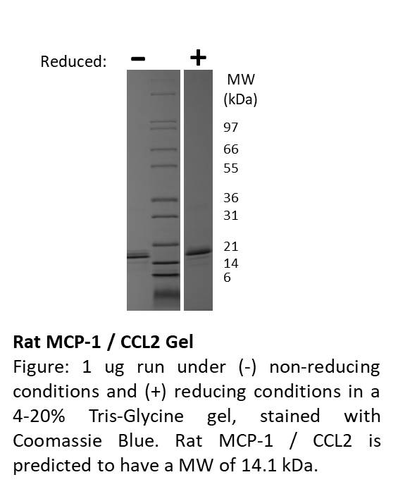 Rat Monocyte Chemotactic Protein-1 (CCL2)