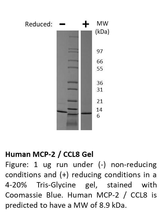 Human Monocyte Chemotactic Protein-2 (CCL8)