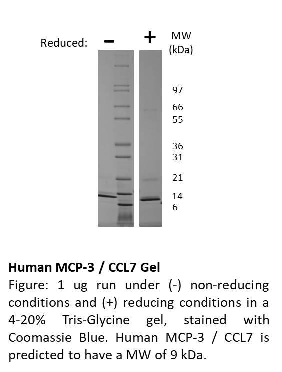 Human Monocyte Chemotactic Protein-3 (CCL7)