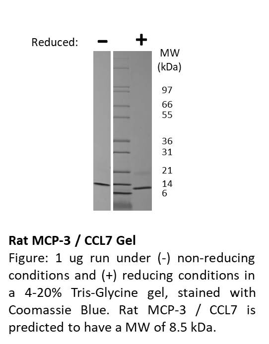 Rat Monocyte Chemotactic Protein-3 (CCL7)