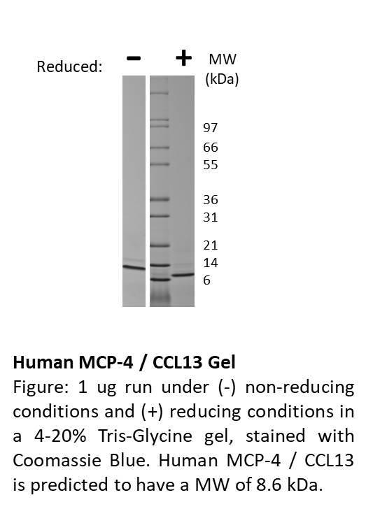 Human Monocyte Chemotactic Protein-4 (CCL13)