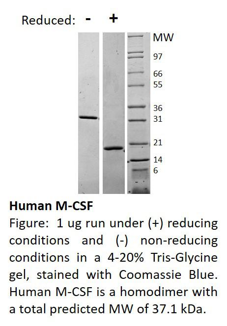 Human Macrophage-Colony Stimulating Factor