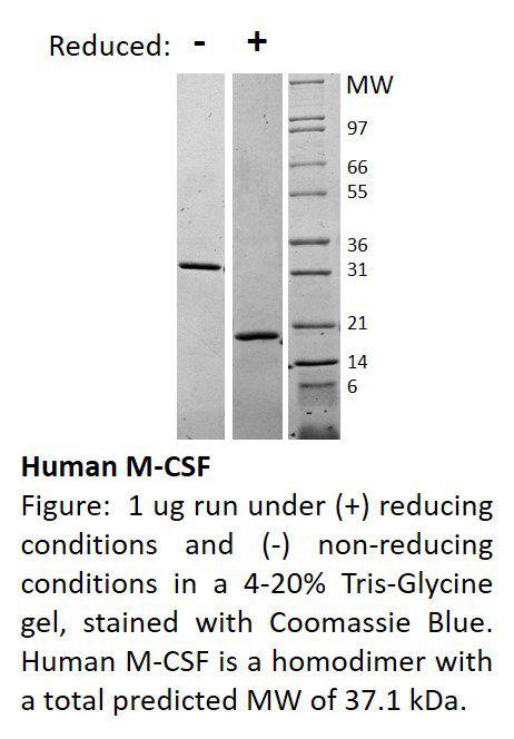 Human Macrophage-Colony Stimulating Factor (AF)