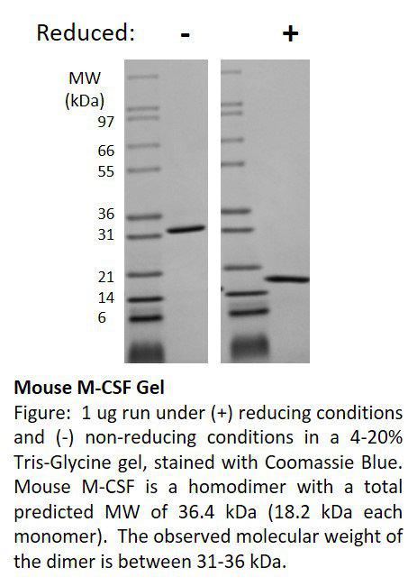 Mouse Macrophage-Colony Stimulating Factor