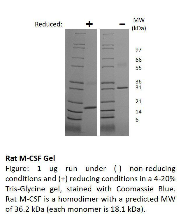 Rat Macrophage-Colony Stimulating Factor