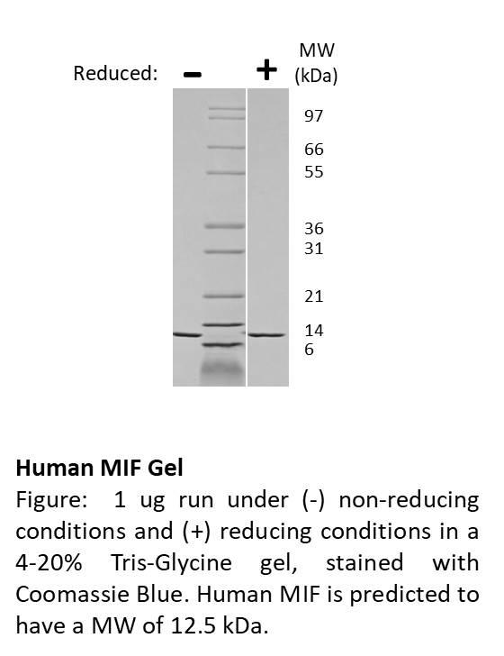 Human Migration Inhibitory Factor