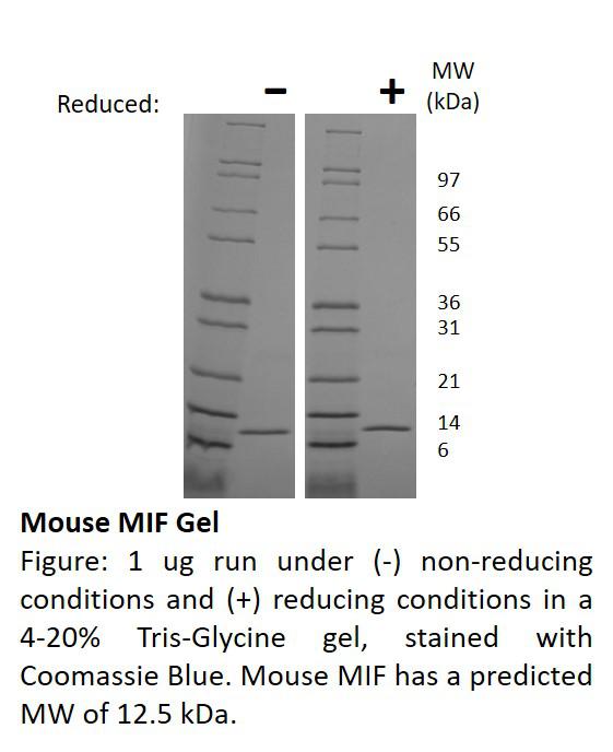 Mouse Migration Inhibitory Factor