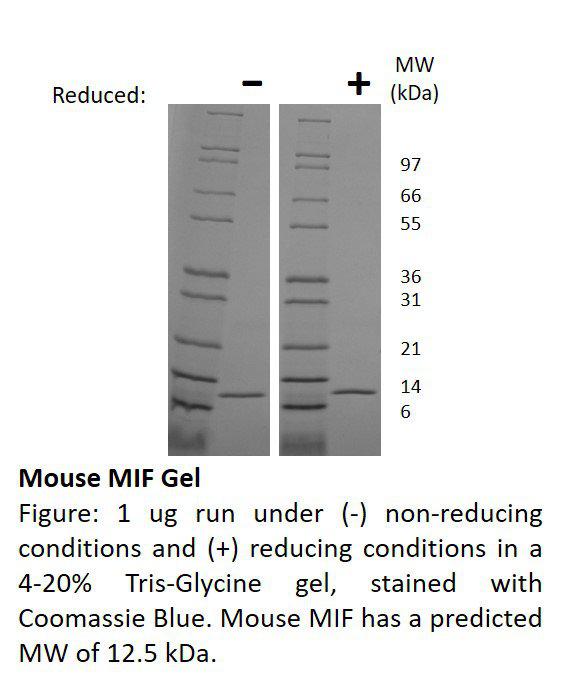 Mouse Migration Inhibitory Factor (AF)