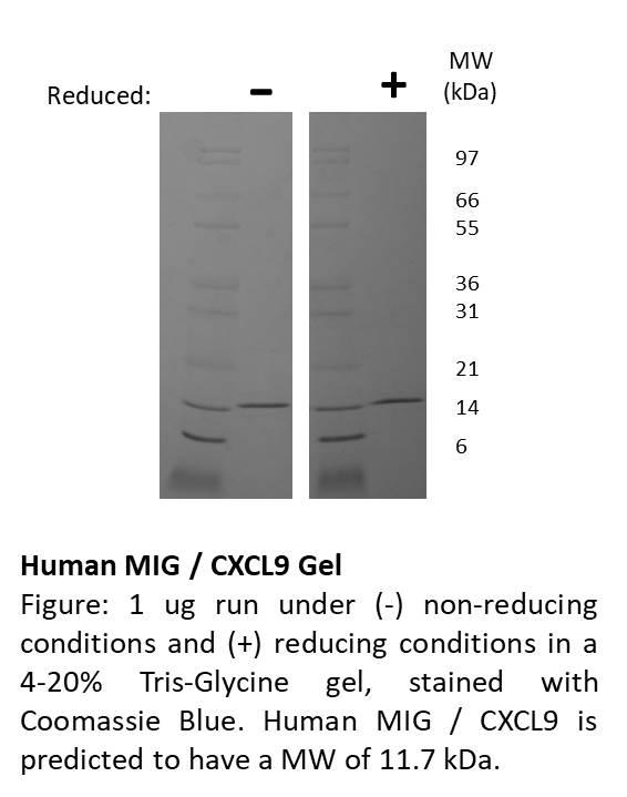 Human Monokine Induced by Gamma Interferon (CXCL9)