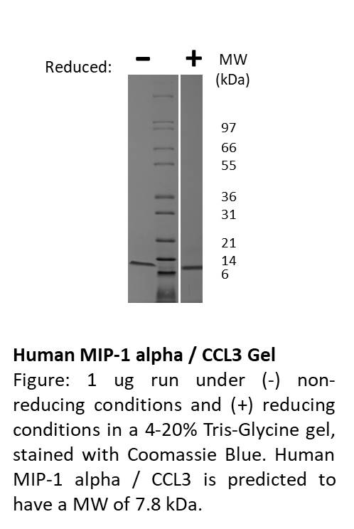 Human Macrophage Inflammatory Protein-1 alpha (CCL3)