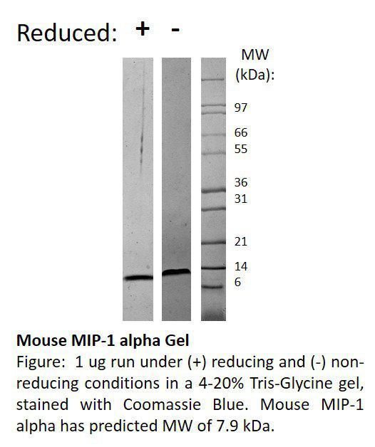 Mouse Macrophage Inflammatory Protein-1 alpha (CCL3)