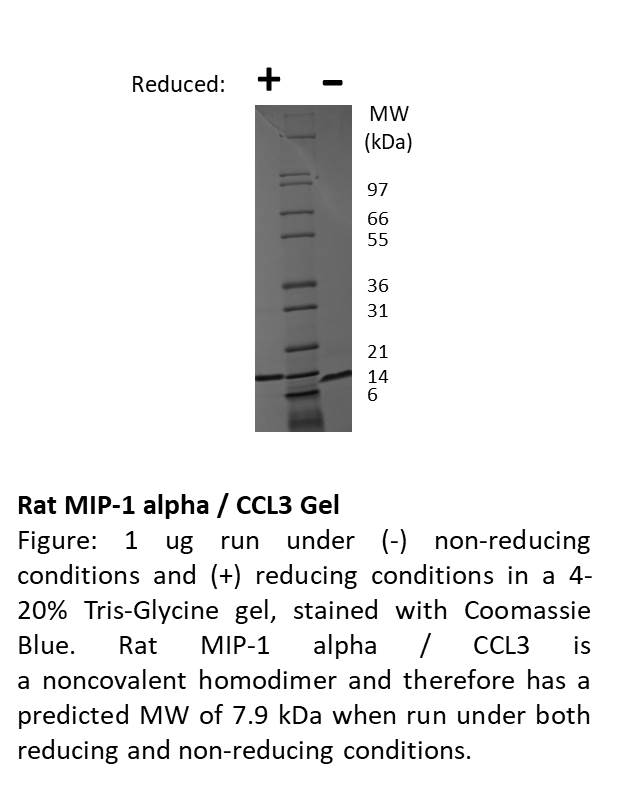 Rat Macrophage Inflammatory Protein-1 alpha (CCL3)