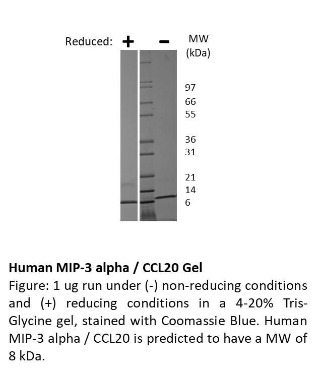 Human Macrophage Inflammatory Protein-3 alpha (CCL20)