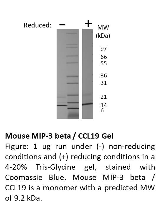 Mouse Macrophage Inflammatory Protein-3 beta (CCL19)