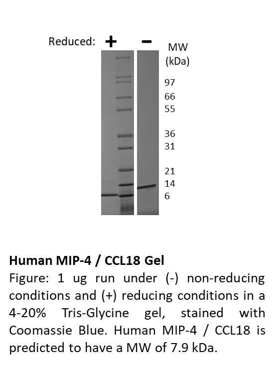 Human Macrophage Inflammatory Protein-4 (CCL18)