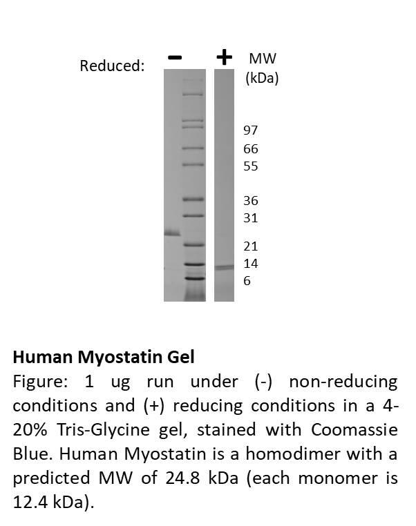 Human Myostatin