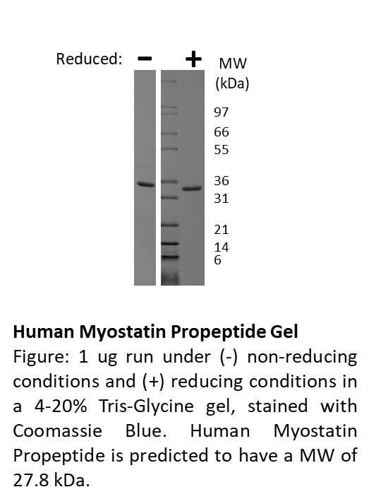 Human Myostatin Propeptide