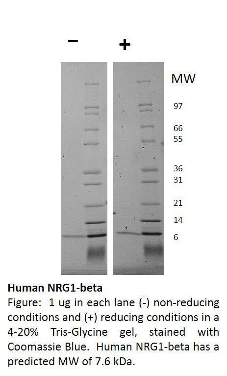 Human Neuregulin 1-beta