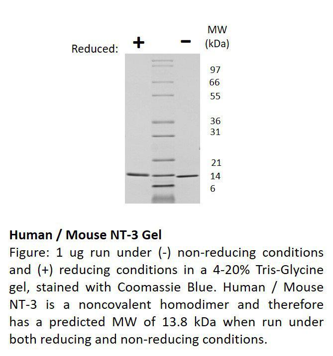 Human Neurotrophin-3