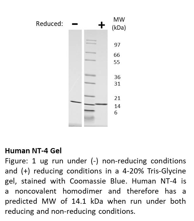 Human Neurotrophin-4