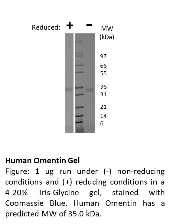 Human Omentin