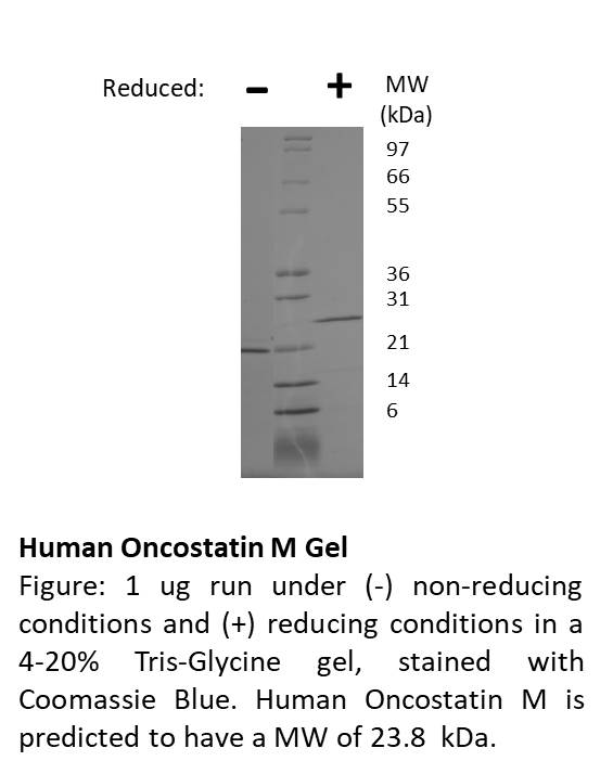 Human Oncostatin M