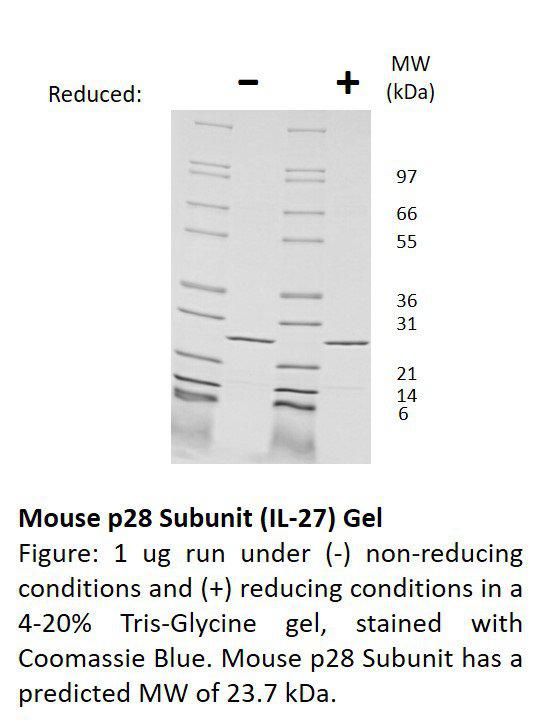 Mouse p28 subunit of IL-27