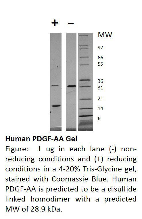 Human Platelet Derived Growth Factor-AA