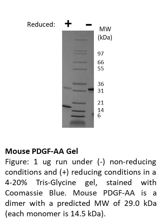 Mouse Platelet Derived Growth Factor-AA