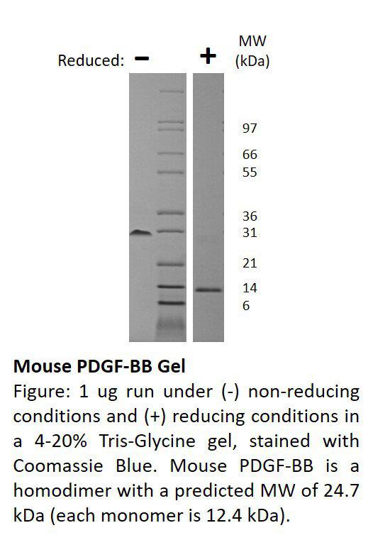 Mouse Platelet Derived Growth Factor-BB