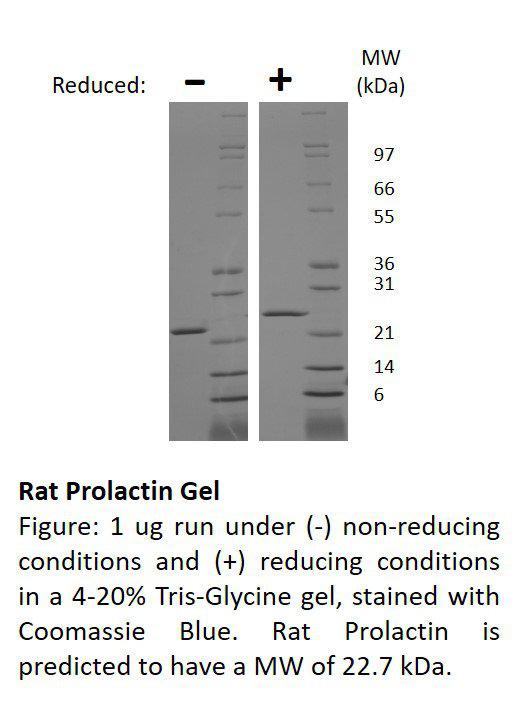 Rat Prolactin