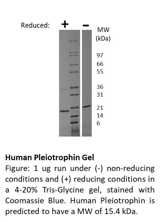 Human Pleiotrophin